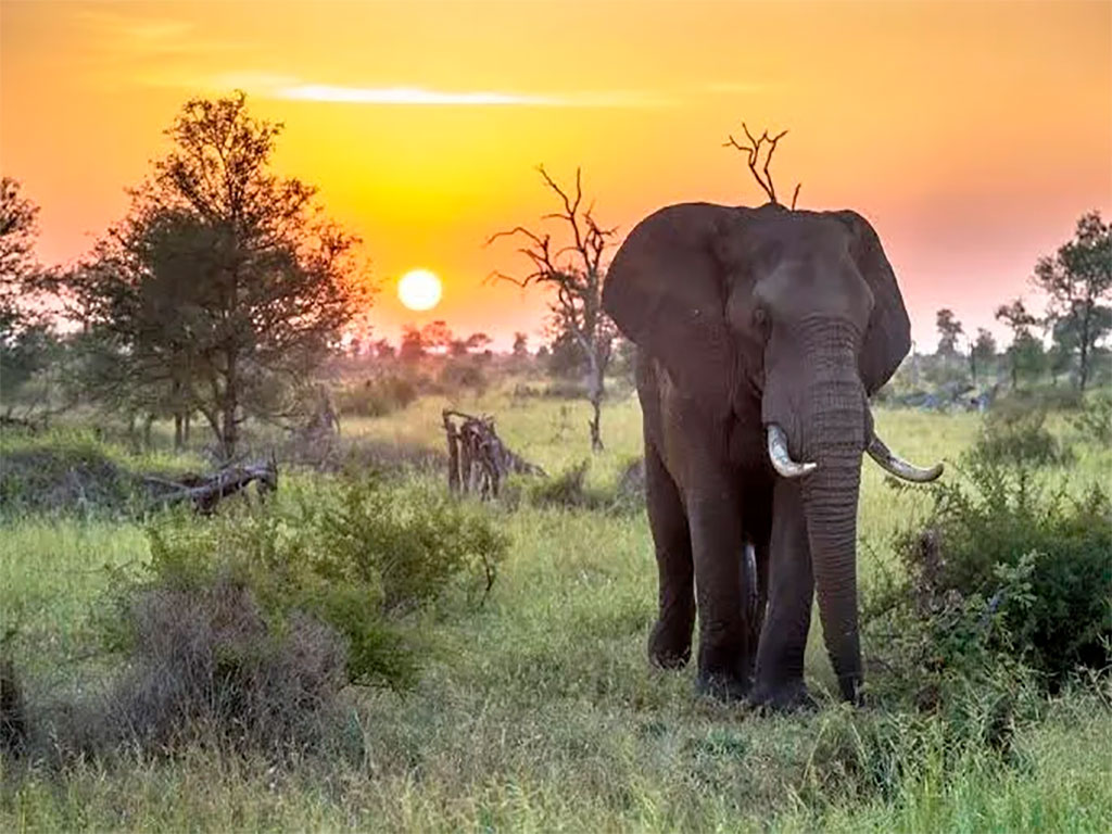 Safari Sudáfrica